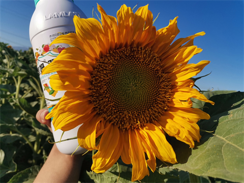 葵花种植,水溶肥厂家,翠姆水溶肥