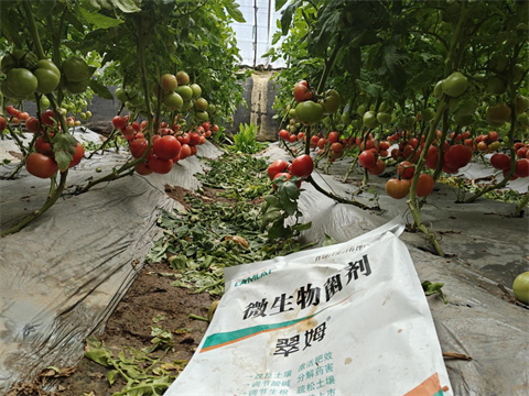 水溶肥品牌,西红柿种植,翠姆水溶肥